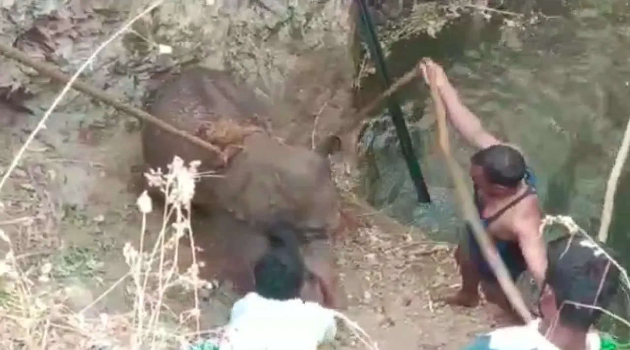 Dharmapuri: baby elephant rescued Forest officials - video Tamil News
