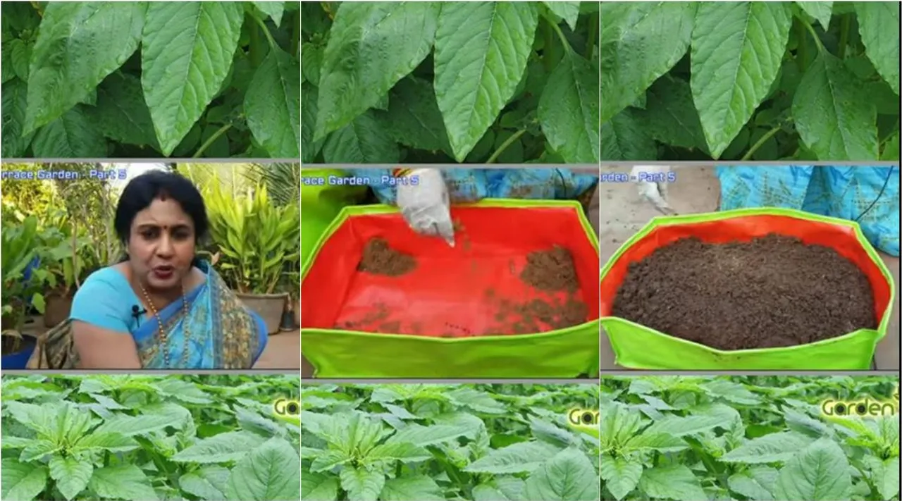 terrace garden, greens sowing, maadi thottam, terrace garden greens seeds sowing