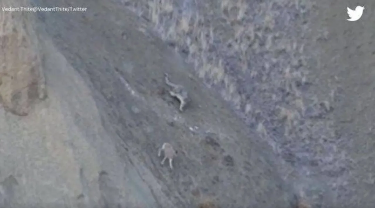 snow leopard hunts urial, snow leopard video, வாழ்வா சாவா போராட்டம், பனி சிறுத்தையின் சிலிர்க்க வைக்கும் வேட்டை, வைரல் வீடியோ, snow leopard hunting video, snow leopard in ladakh, Tamil indian express