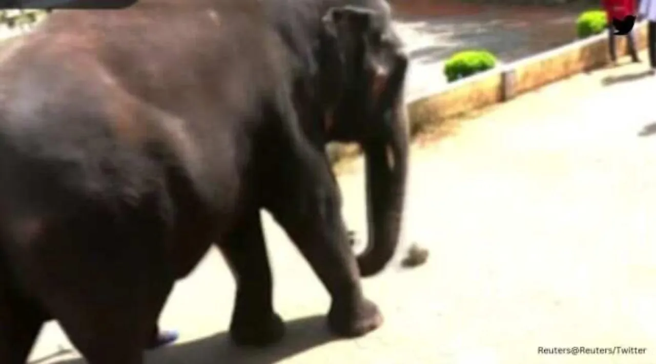 elephant plays football, mangaluru elephant plays football, karnataka, elephant video, சிறுவர்களுடன் கால்பந்து விளையாடிய யானை: வீடியோ, elephant plays football viral video, magaluru elephant