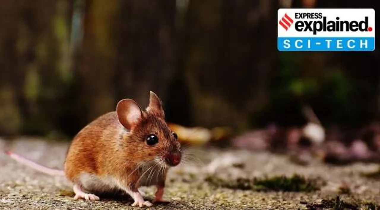 scientists create mice with two biological fathers?