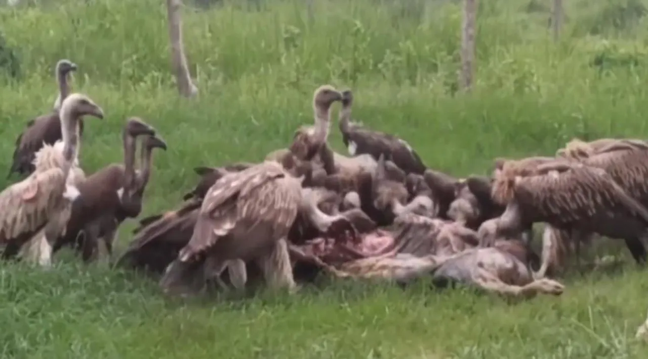 vultures eating a dead animal video, vultures viral video, eagle video, eagle viral video, காட்டில் இறந்த விலங்கை கொத்தித் திண்ணும் கழுகுக் கூட்டம், வைரல் வீடியோ, group of vultures eating a dead animal in the forest, rare information videos of vultures