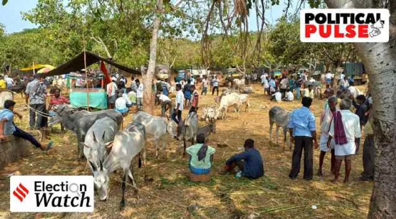 cattle market