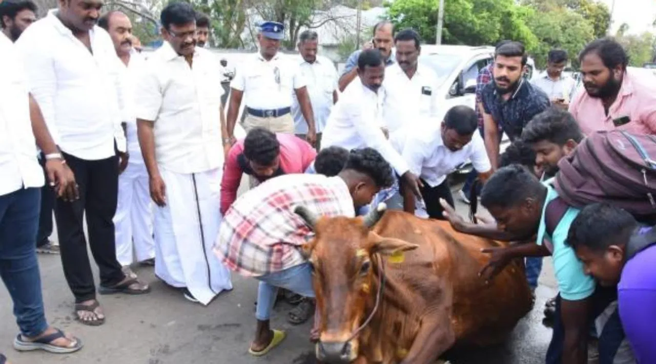 Minister Nasar trys to do rescue Cow, பசுவை பாதுகாக்க 2 மணி நேரம் போராடிய பால் வளத் துறை அமைச்சர் நாசர், வைரல் காட்சிகள் - Minister Nasar trys to do rescue Cow injury of accident