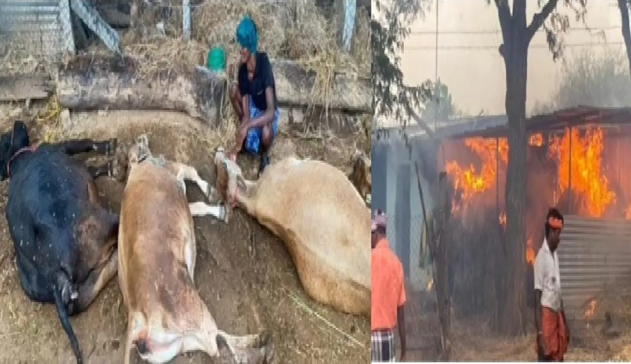 cow