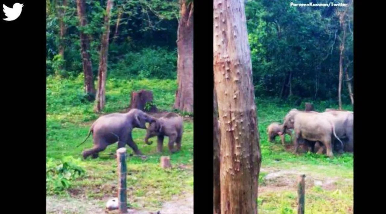Parveen Kaswan, IFS Parveen Kaswan, Funny elephant videos, விடலை யானைகளின் விளையாட்டு சண்டை, ஐ.எஃப்.எஸ் அதிகாரி பகிர்ந்த அழகான வீடியோ, வைரல் வீடியோ, young elephants play-fighting, intervene senior elephants, young elephants play-fighting video goes viral, viral elephant videos, tamil indian express