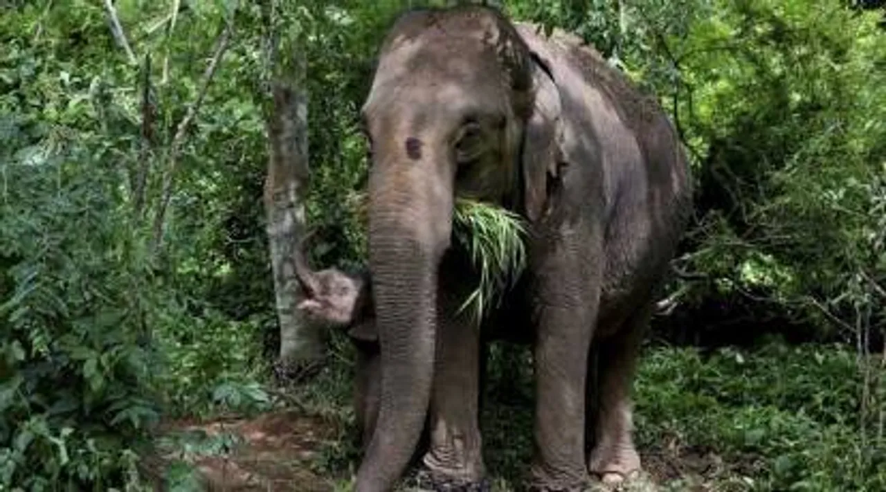 elephant