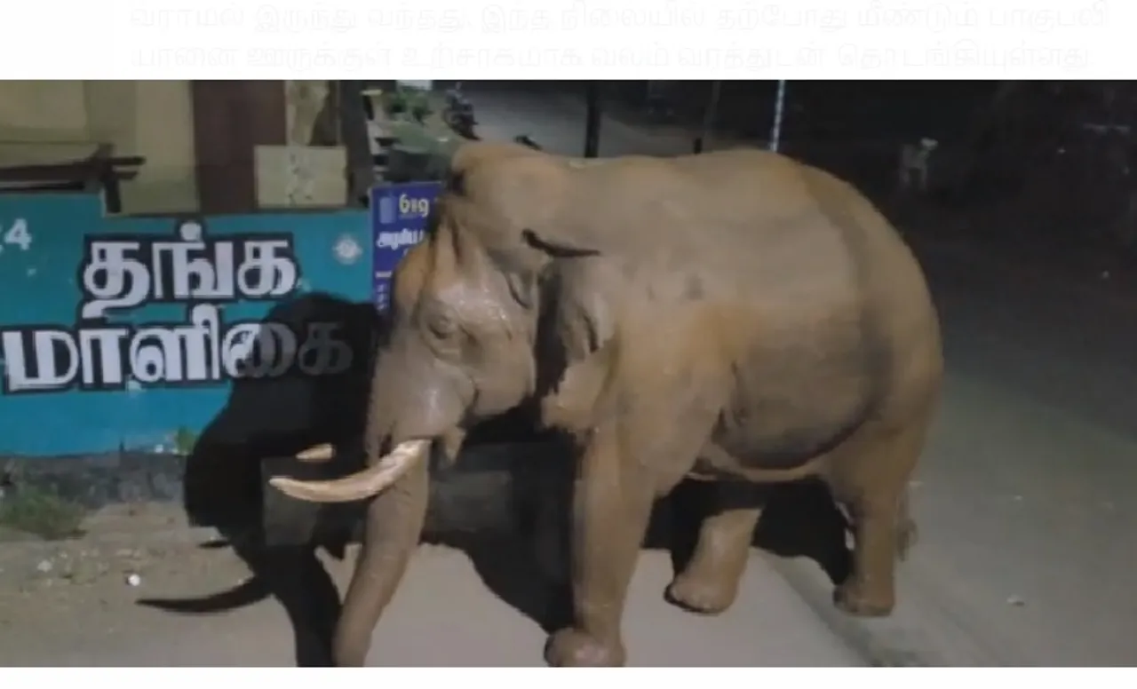 காட்டு யானை