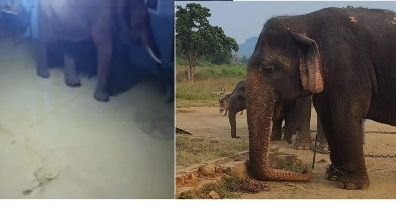 யானை
