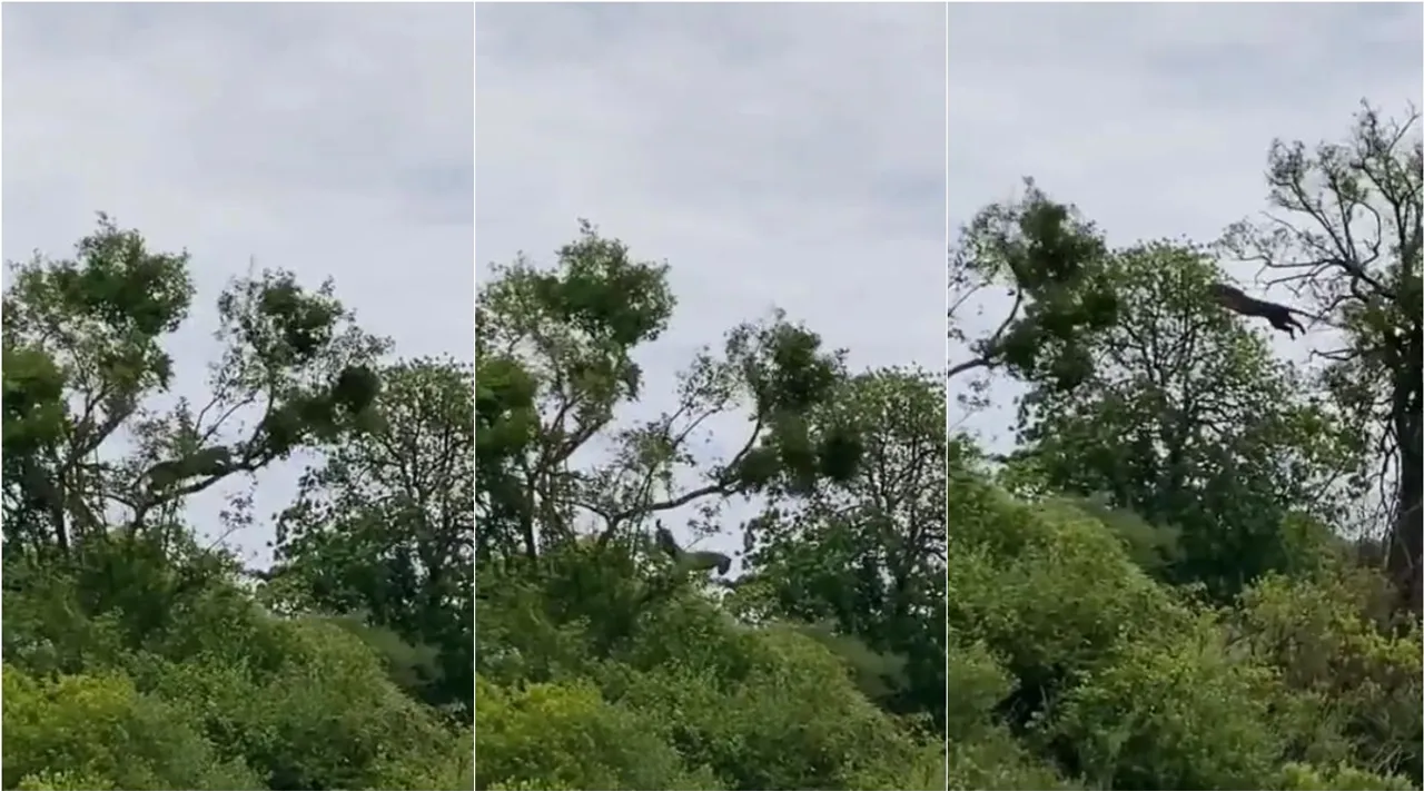 Leopard speedy versatile hunting, Leopard hunting, Leopard speedy hunting video, சிறுத்தை வேட்டைனா இதுதான், வீடியோ பாருங்க, Leopard hunting video goes viral, viral video