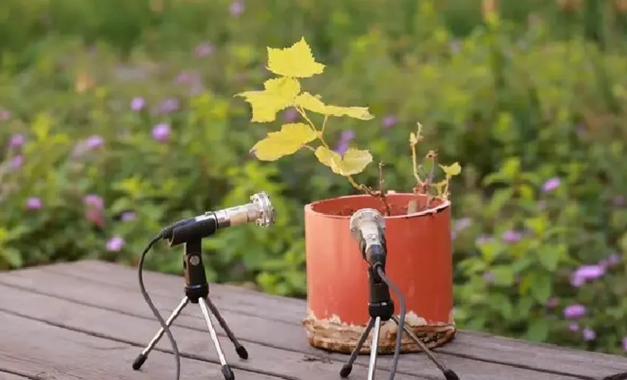 plants sounds