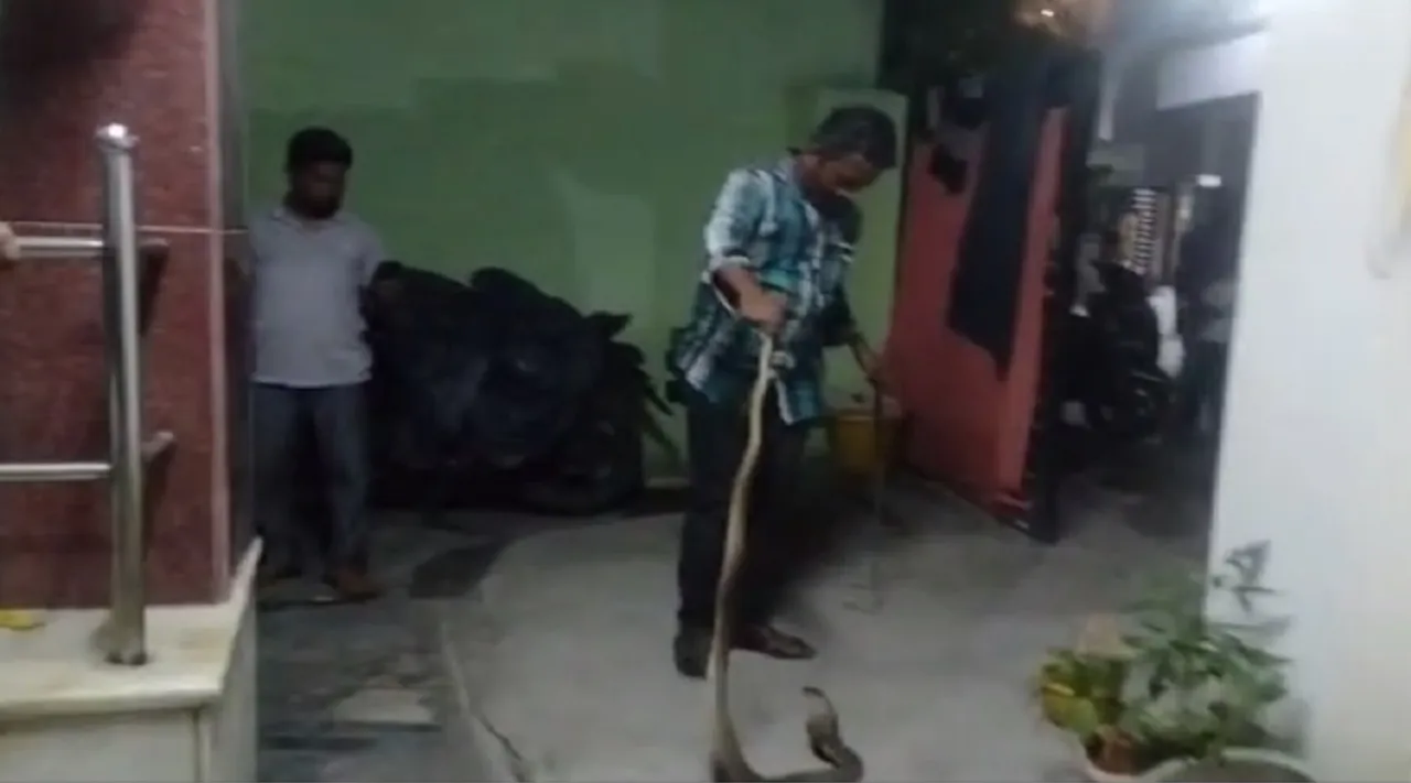 snake
