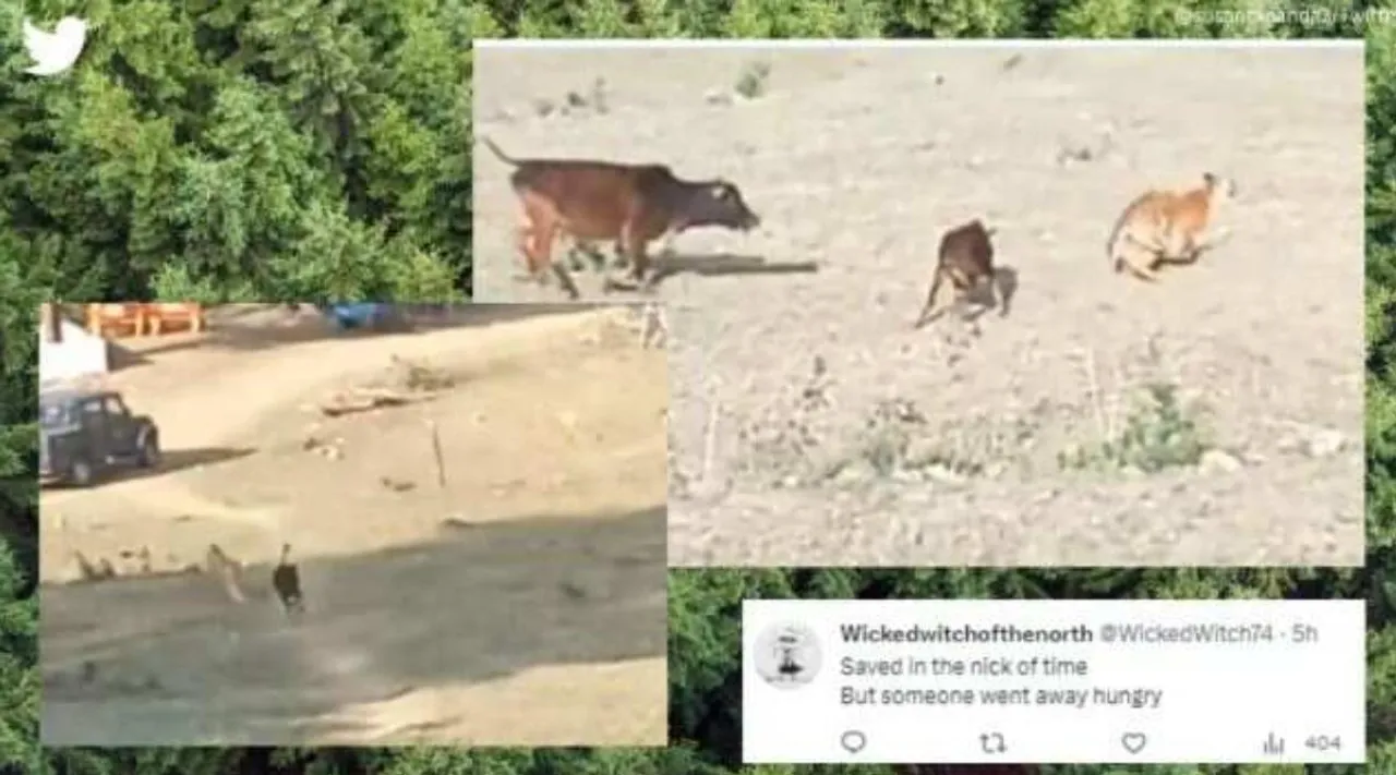 tiger chases calf, tiger chases group of cows, கன்றை காப்பாற்ற பாய்ந்து வந்த தாய்ப்பசு, புறமுதுகிட்டு ஓடிய வரி புலி, வைரல் வீடியோ, tiger escapes after cow charges at it, tiger vs cow