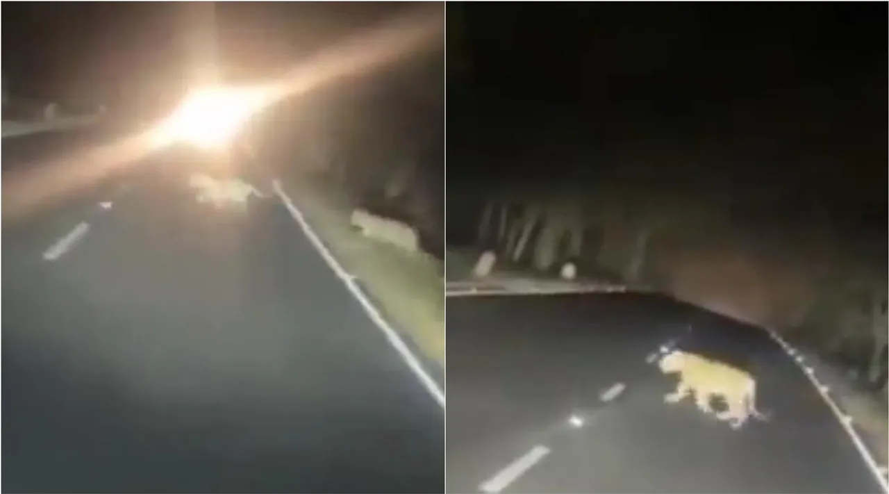 Tigers crossing the road wildlife habitates video, tigers video, tigers viral video, நள்ளிரவில் சாலையைக் கடந்த புலிகள், புலிகளை நோக்கி வேகமாக வந்த வாகனம், த்ரில்லிங் வீடியோ, வைரல் வீடியோ, Tigers crossing the road vehicle, comes speed thrilling video goes viral
