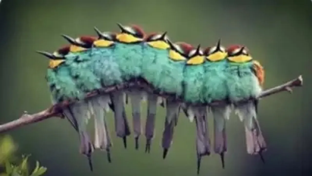 count the number of birds in this photo