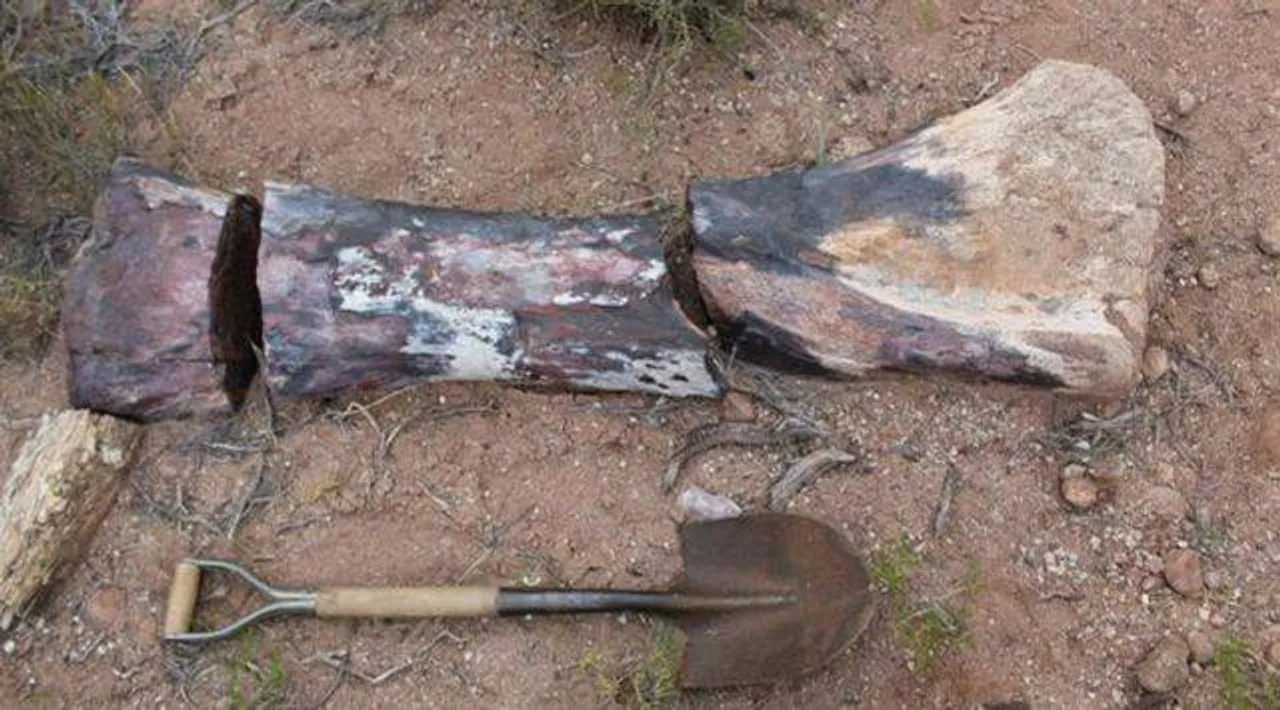 Long-necked dinosaur fossil