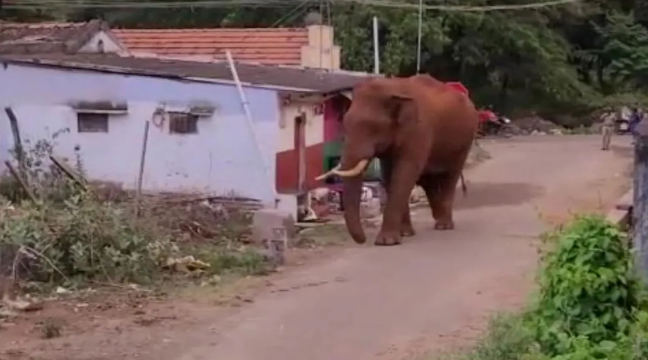 Wild Elephants wandering in residents of village, Mettupalayam elephants, viral video, elephant viral video, ஊருக்குள் உலா வரும் காட்டு யானைகள், பொதுமக்கள் அச்சம், Wild Elephants wandering video, Mettupalayam