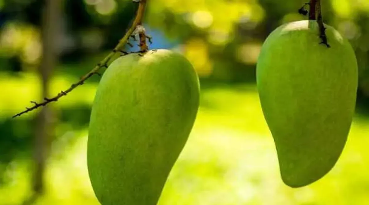 Mango chutney recipe in Tamil