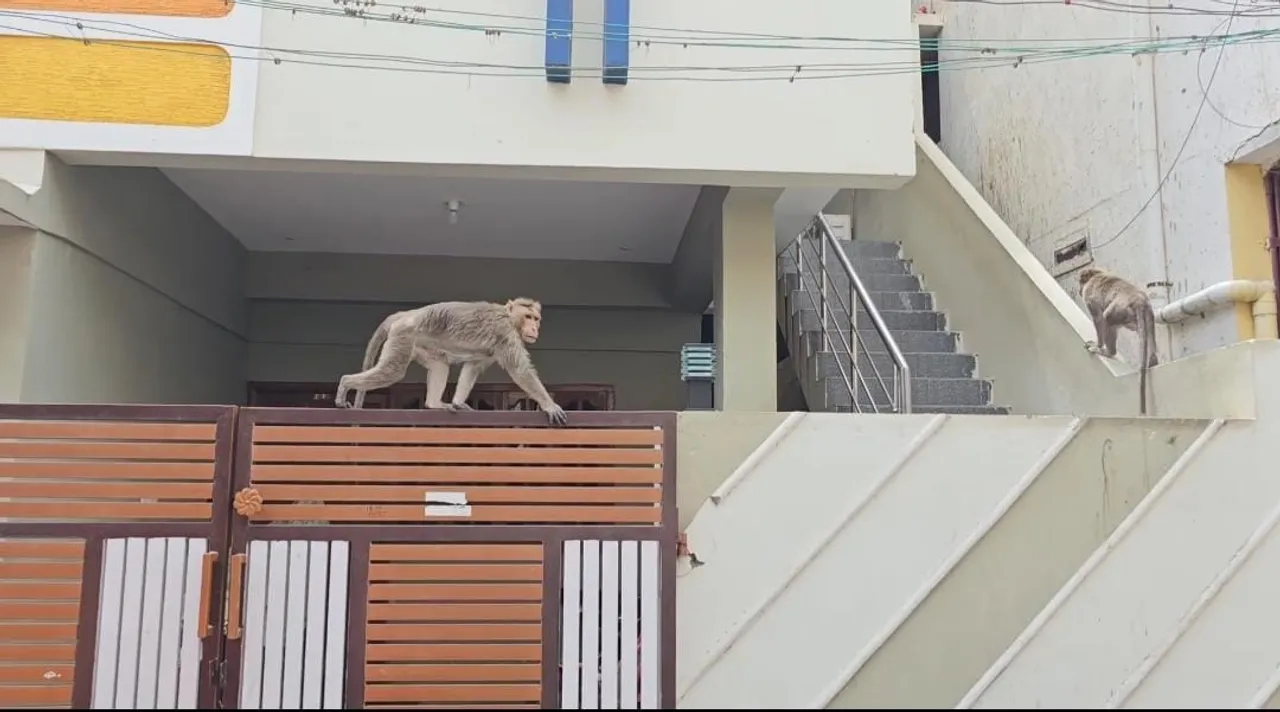 குரங்கு