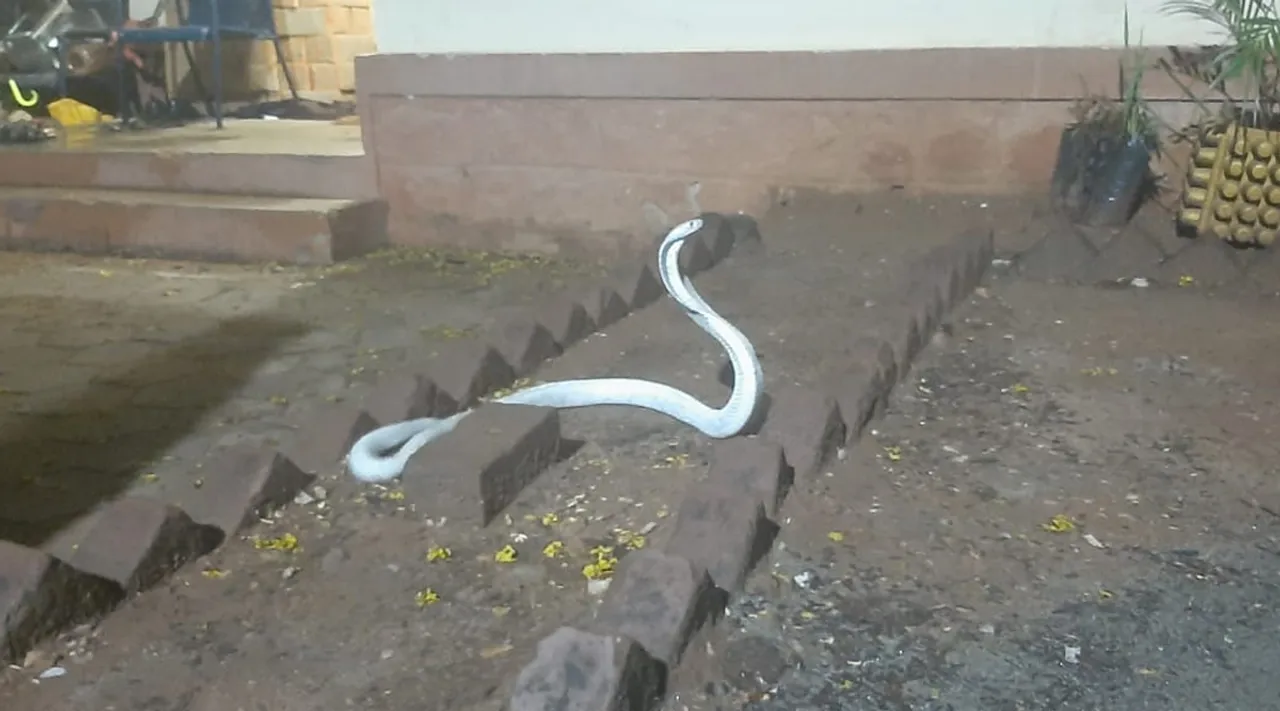 White Snake