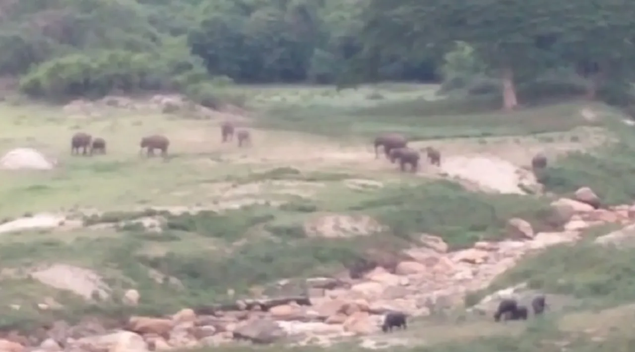 elephant viral