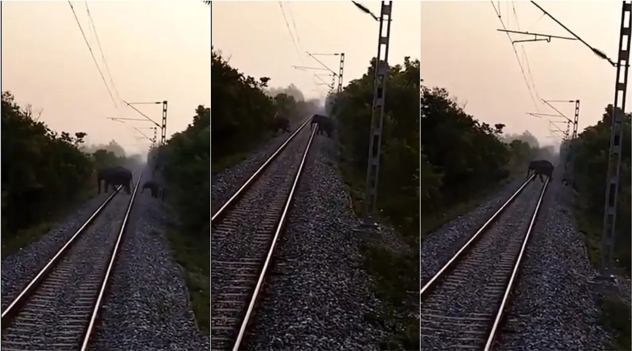 Railways and Forest Department coordination prevent accidental deaths of elephants, Elephants corssing Railway rack, காட்டு வழியே செல்லும் ரயில்பாதை, ரயிலை நிறுத்தி யானைகள் கடக்க உதவும் வனத்துறை, வைரல் வீடியோ, Railways, Forest Department, prevention accidental deaths of elephants on track video