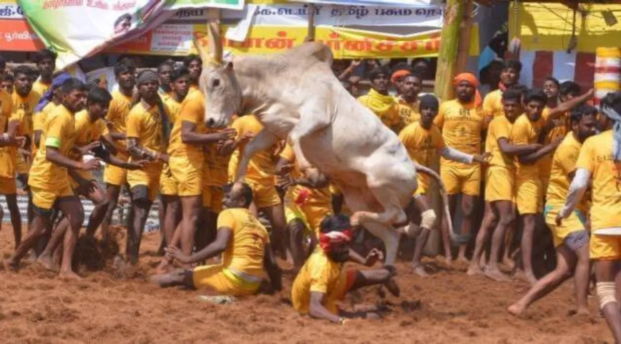 Jallikattu