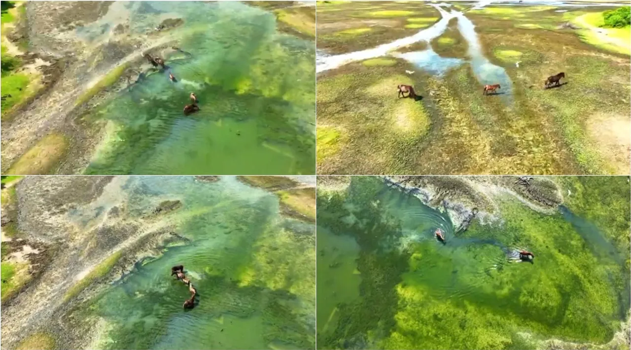 Kodikkarai wildlife and bird sanctuary, Kodikkarai Bio Diversity paradise on earth video, point Calimere, கோடியக்கரை சரணாலயத்தில் காட்டுக் குதிரைகள், ஒரு உயிரியல் பன்முக சொர்க்கம்: வீடியோ - Kodikkarai wildlife sanctuary, Bio Diversity paradise on earth video