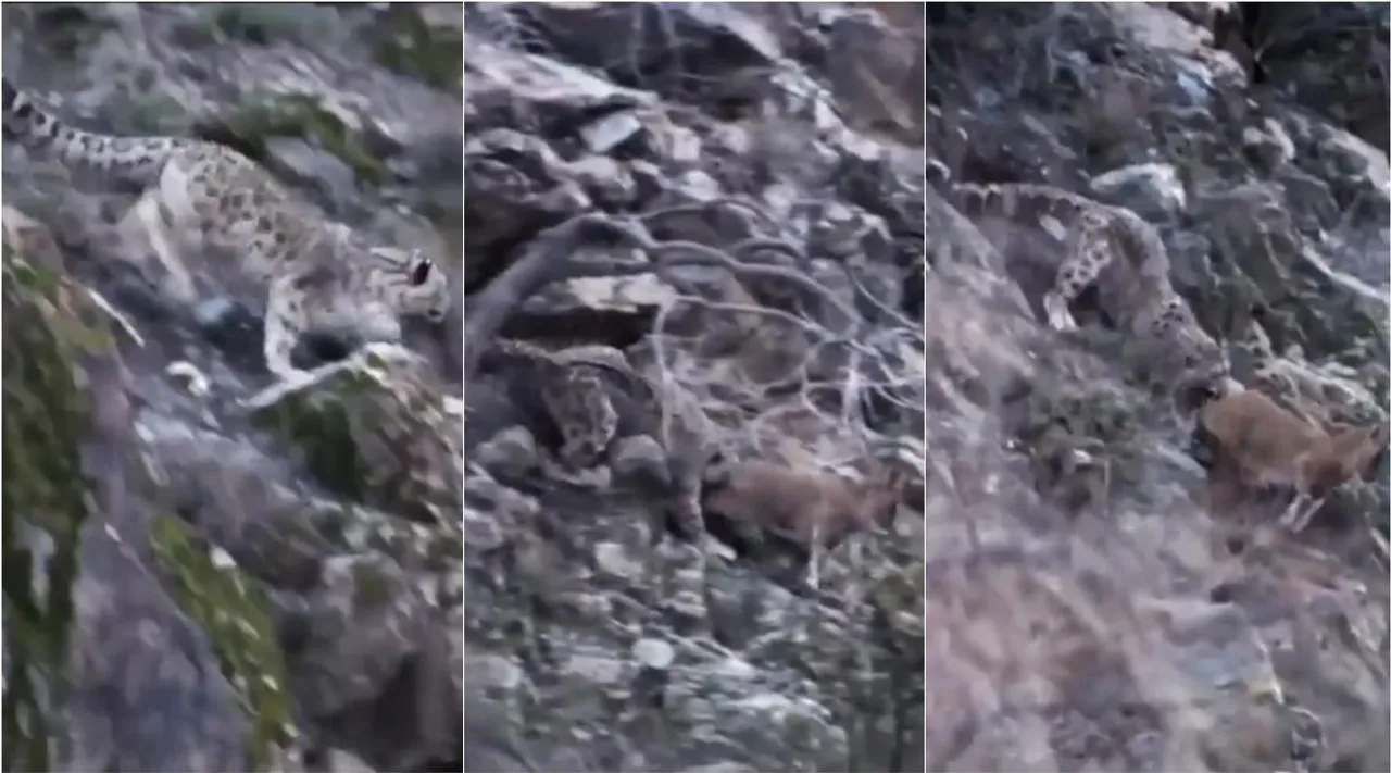 Snow Leopard attacks Lamb, Snow Leopard attacks goat video, viral video, மலையில் பனிச் சிறுத்தையின் பாய்ச்சல், சிறுத்தை வாயில் சிக்கிய ஆடு தப்பியது எப்படி, வைரல் வீடியோ, Snow Leopard attacks video goes viral