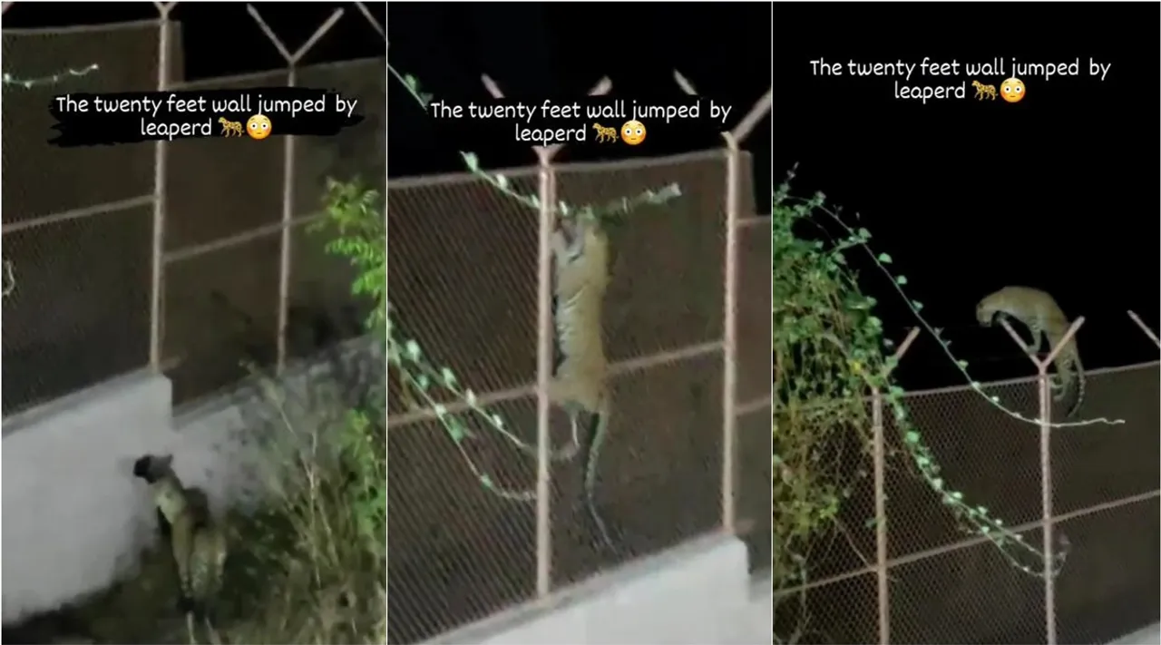 Leopard jumping on 20 feet wall video, 20 அடி உயர சுவர் கம்பி வேலியில் ஏறிய சிறுத்தை, ஒரே தாவில் 20 அடி வேலியில் ஏறிய சிறுத்தை, சிறுத்தை வைரல் வீடியோ, Leopard jumping on wall video goes viral, Leopard jumping on 20 feet wall viral video