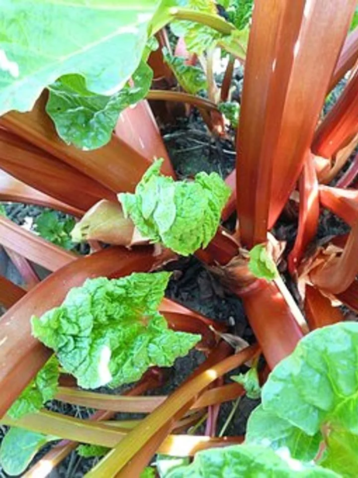 rhubarb-54084__340 (1)