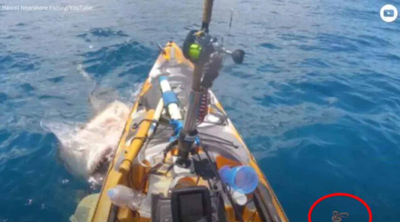 shark attack, tiger shark attacks kayak, shark video, man pushes away shark, man pushes away tiger shark, நடுக்கடலில் படகைத் தாக்கிய வரிப்புலி சுறா; அலறிய கடல் சாகசப் பயணி, வைரல் வீடியோ, man pushes away shark attacking kayak, ohau, us, indian express
