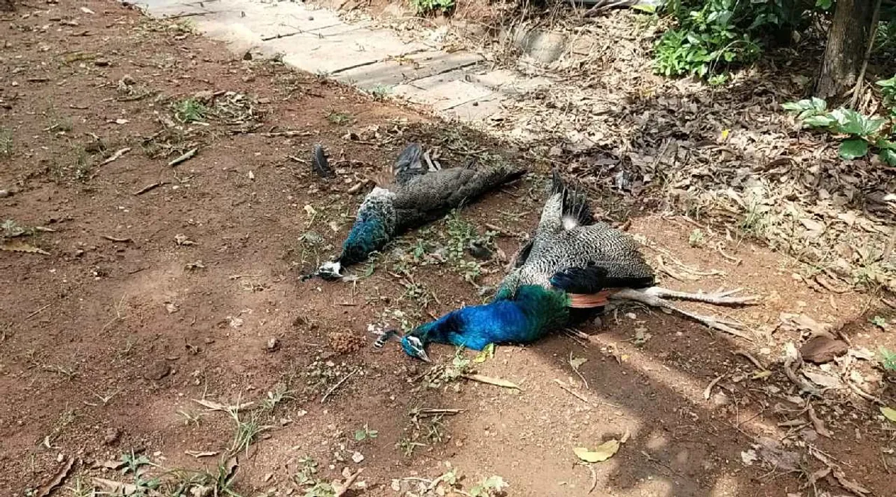 Coimbatore: Peacocks got electrocuted Tamil News