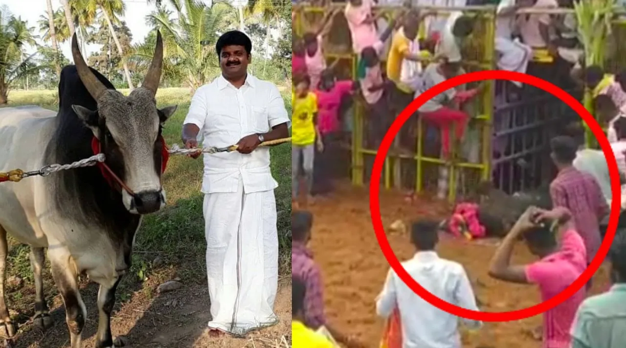 Pudukkottai: AIADMK MLA Vijayabaskar’s bull in serious condition jallikattu Tamil News