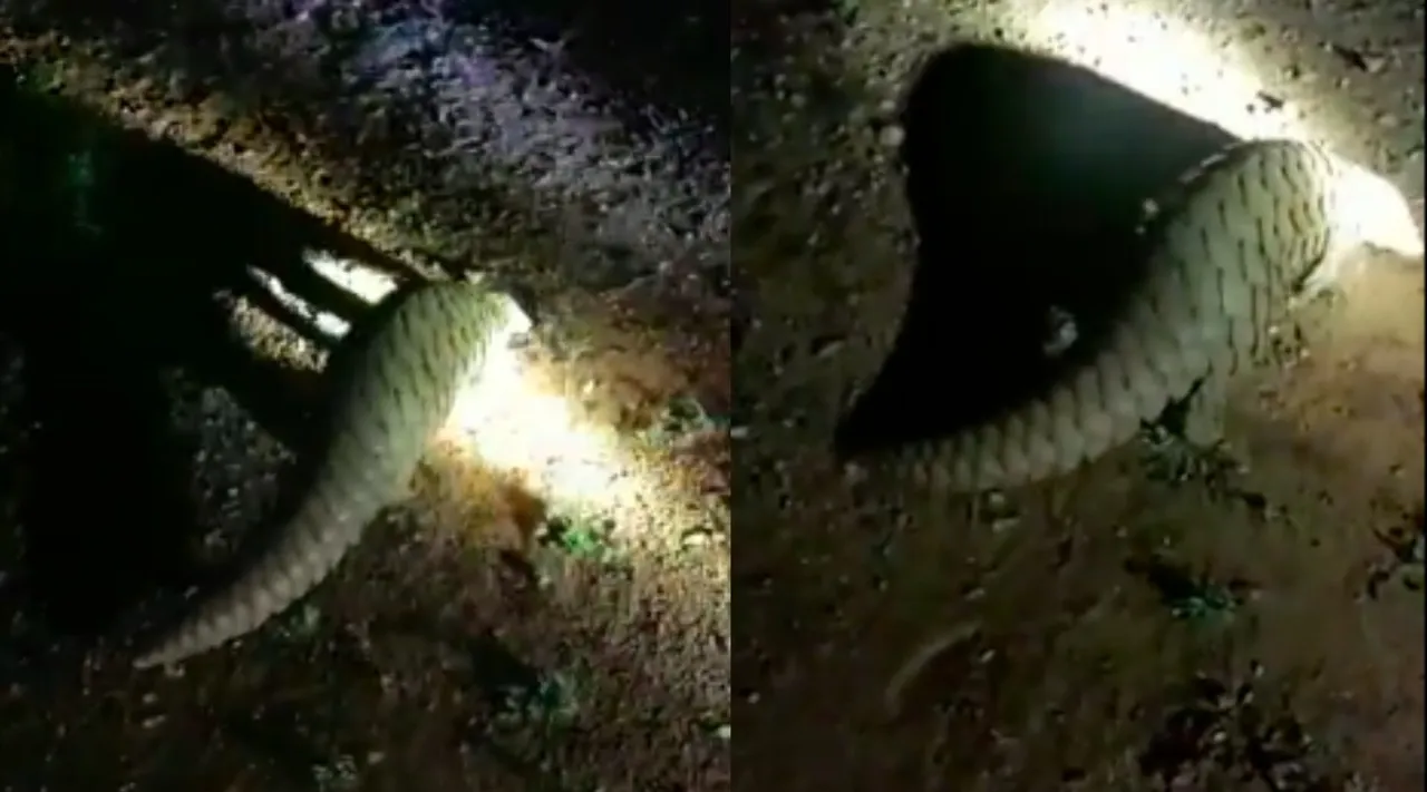 coimbatore: anteater found in residential area Tamil News