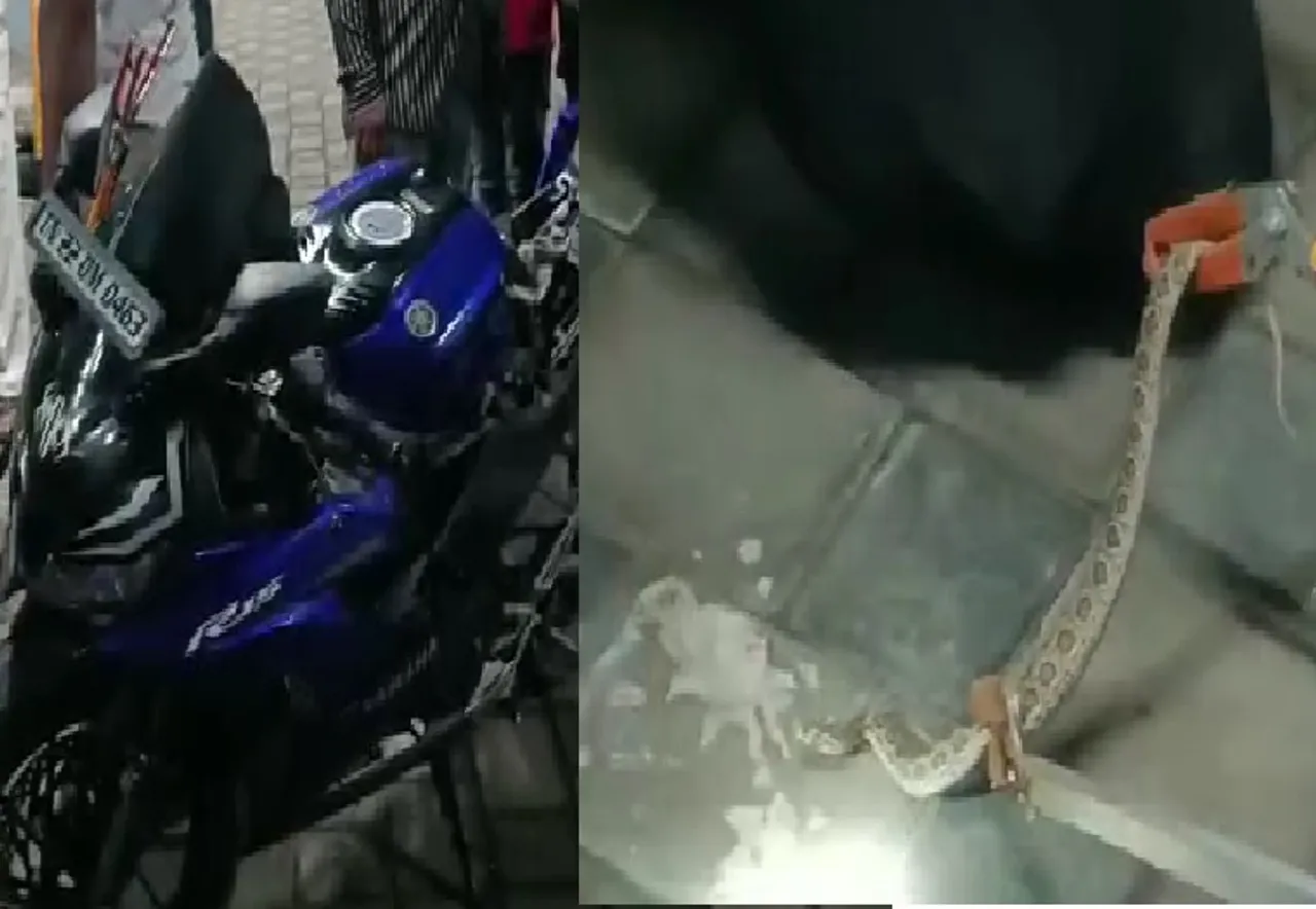 டூவிலரில் புகுந்த கட்டு விரியன் பாம்பு