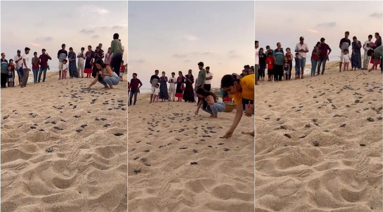volunteers and staff release turtle, turtle hatchlings at Besant Nagar Hatchery video goes viral, turtle release video, சென்னை கடற்கரையில்... ஆமைக் குஞ்சுகளை கடலில் விடுவித்த தன்னார்வலர்கள், வைரல் வீடியோ, turtle hatchlings, Besant Nagar Hatchery