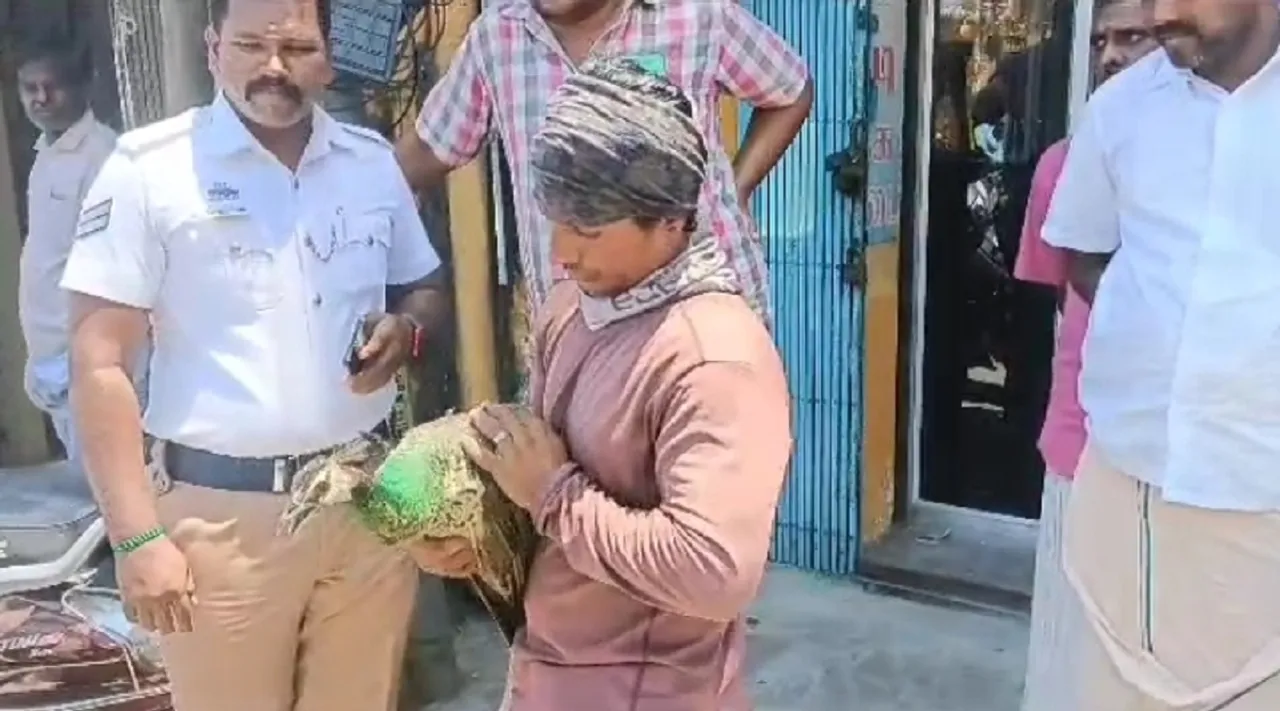 Cuddalore peacock