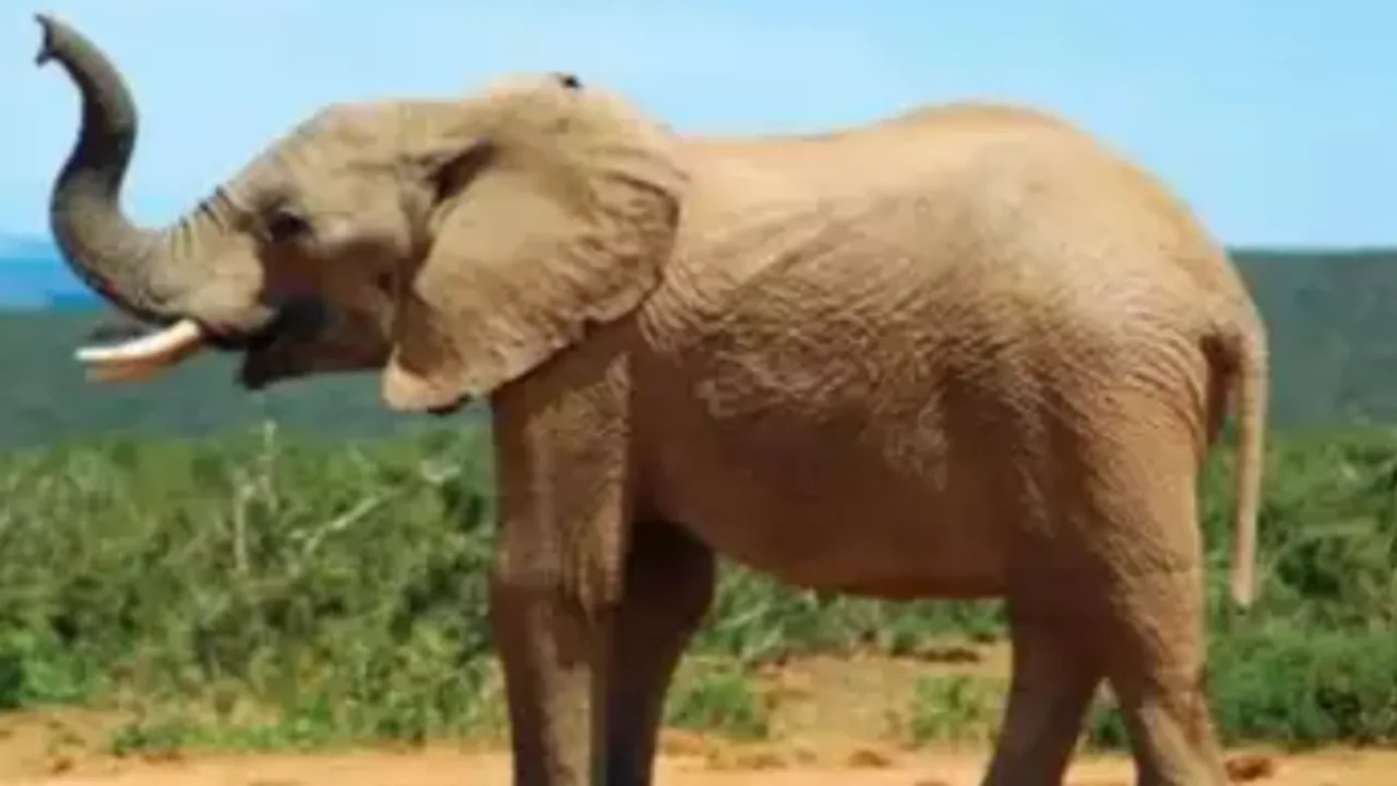 Find the hidden ant on the elephants body