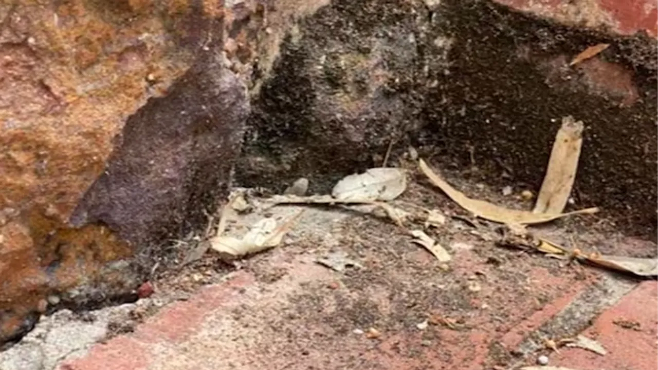 Can You Find The Hidden Snake