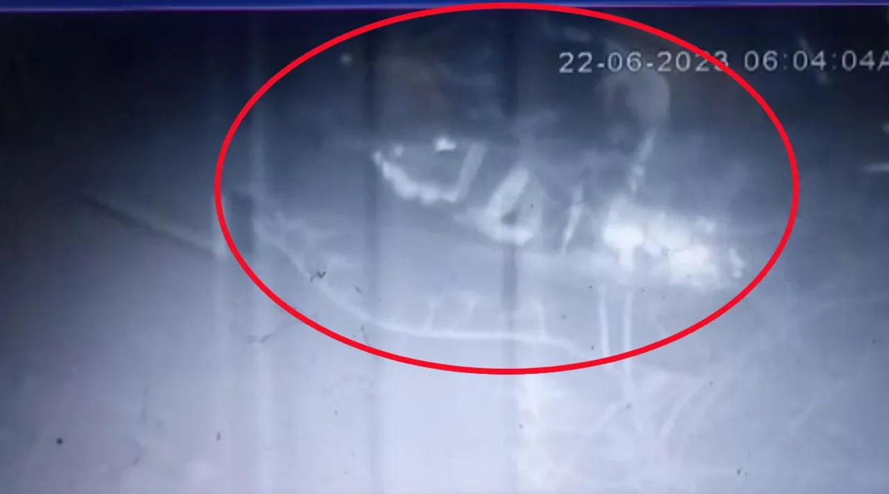 elephant viral video, elephant video, elephant wandering, elephnat walks, viral video