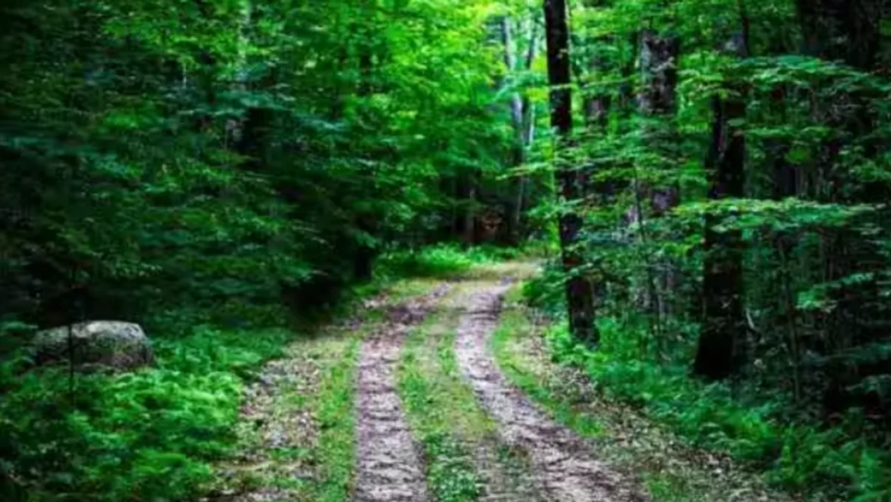 Did you spot the wolf and snake