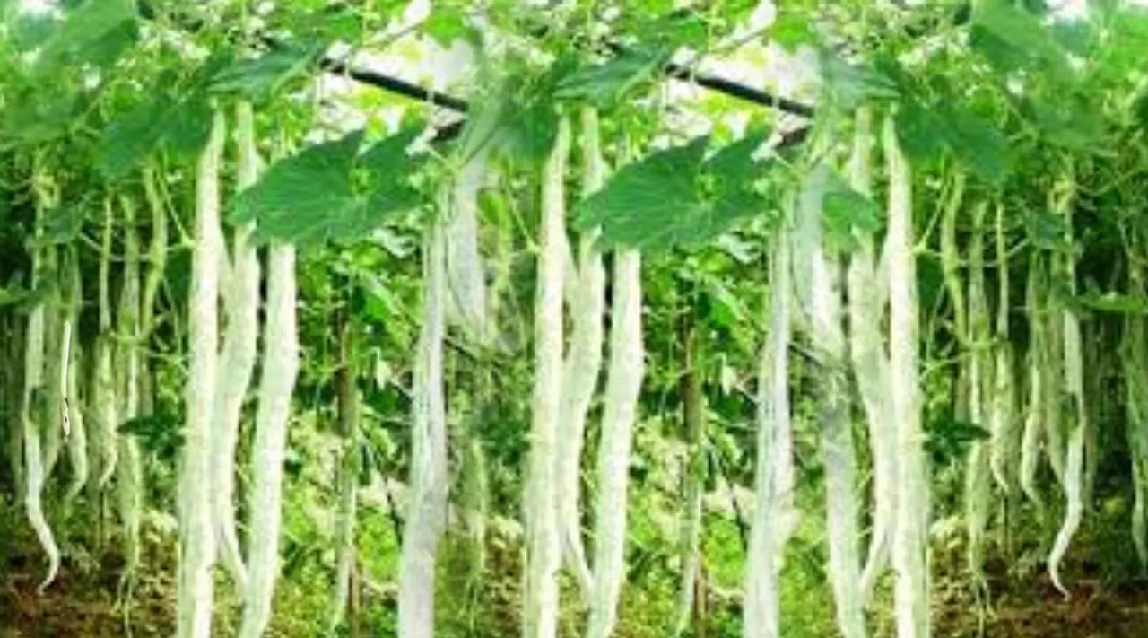 Optical Illusion, Optical Illusion Pictures, Optical Illusion Viral Picture, Optical Illusion Animal Picture, Optical Illusion Viral Photos, ஆப்டிகல் இல்யூஷன், ஆப்டிகல் இல்யூஷன் படம், ஆப்டிகல் இல்யூஷன் சவால், Optical Illusion Latest, about optical illusion,Optical Illusion photos, Optical Illusion pictures, Optical Illusion images