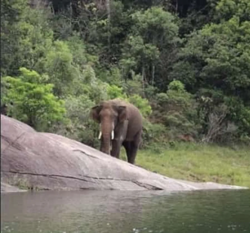 Ari Komban elephant