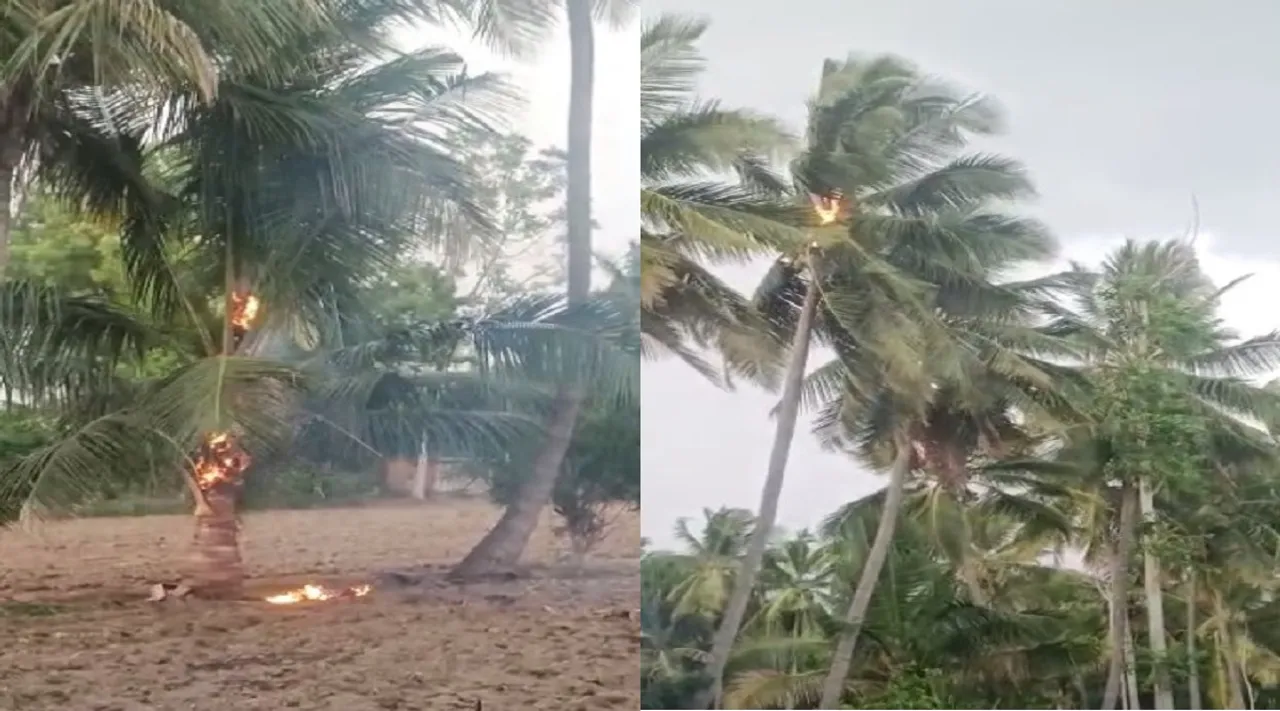 coconut tree