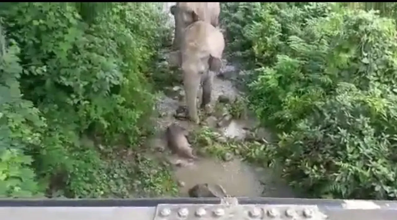 Elephants carry their dead calves heartbreaking video, Elephants carry their dead calves, Elephants video, viral video, இறந்த கன்றை உடன் எடுத்துச் செல்லும் தாய் யானை, இதயத்தை நொறுக்கும் வீடியோ, Elephants carry their dead calves, heartbreaking video