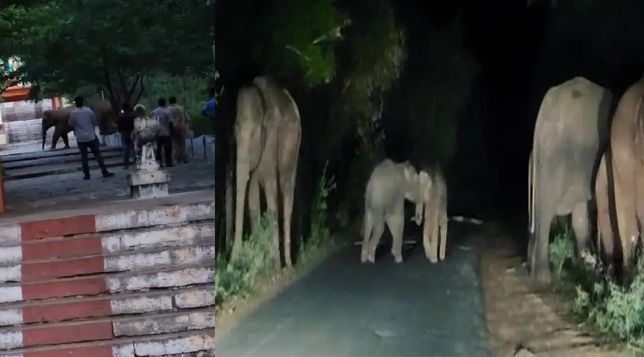 elephant marudhamalai