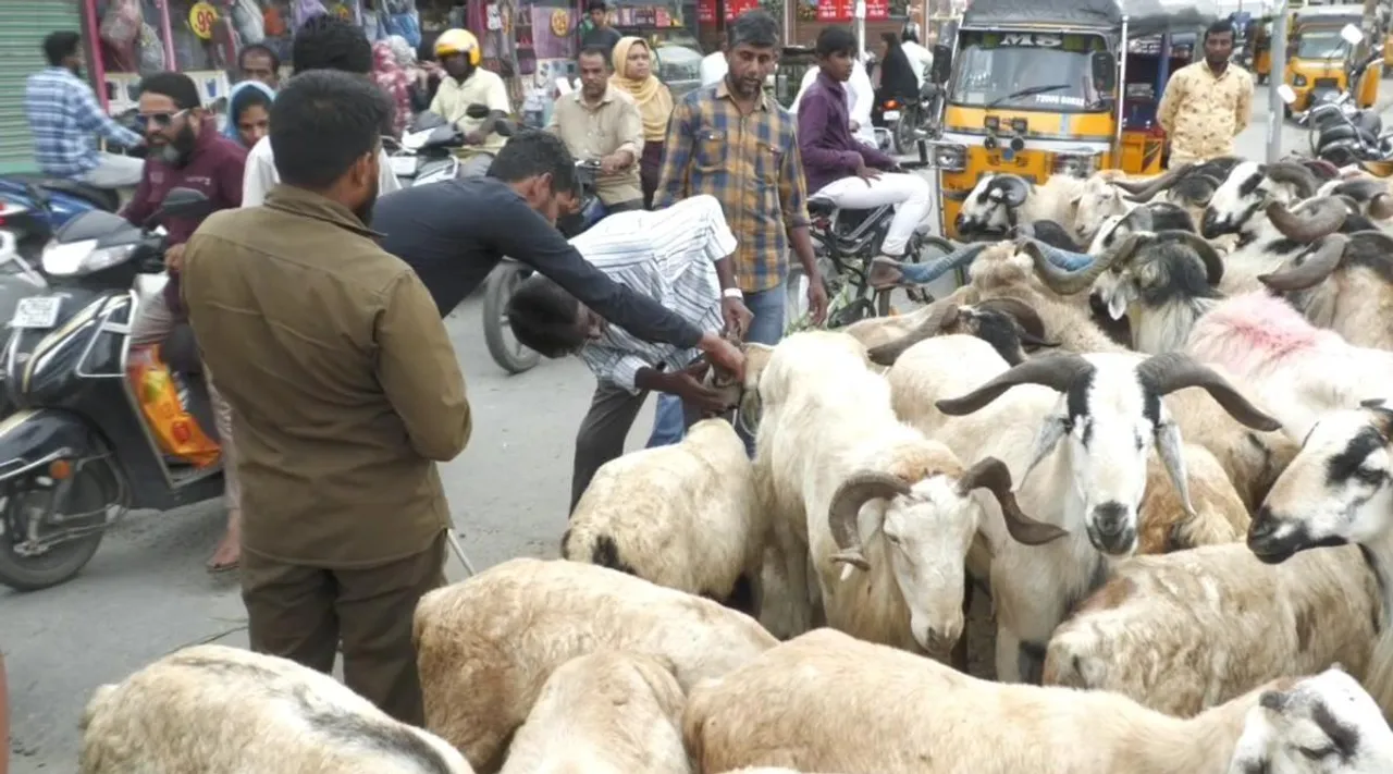 Bakrid festival coming, Bakrid, நெருங்கும் பக்ரீத் பண்டிகை, கோவையில் கலைகட்டிய ஆடு சந்தை, Bakrid, many Goats to Maket, coimbatore news