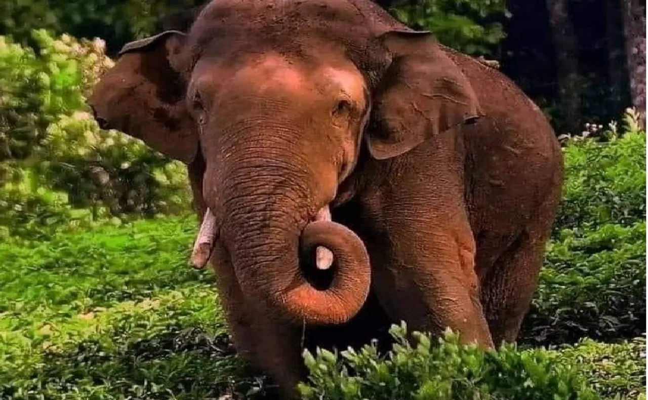 அரிக்கொம்பன்