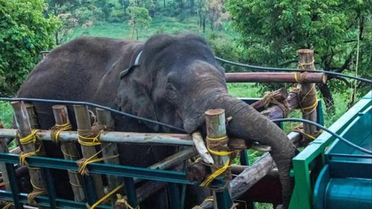 Arikomban elephant in Kanyakumari